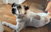 BOLERO, Hund, Mischlingshund in München