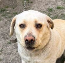 BADY2, Hund, Labrador-Mix in Slowakische Republik