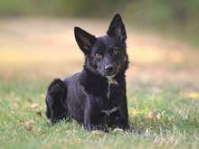 EDEN, Hund, Kelpie-Mix in Neuenstadt