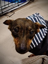 HEIDI, Hund, Mischlingshund in Rumänien