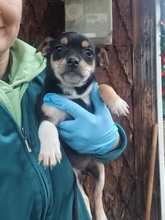 TILDA, Hund, Mischlingshund in Rumänien