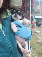 LENI, Hund, Mischlingshund in Rumänien