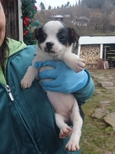 MILI, Hund, Mischlingshund in Rumänien