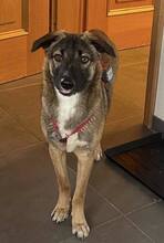 BOOTSMANN, Hund, Mischlingshund in Boppard