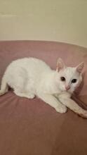 MSSNOW, Katze, Europäisch Kurzhaar in Kiel
