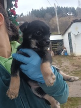 SIRI, Hund, Mischlingshund in Rumänien