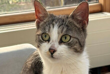 GABBI, Katze, Hauskatze in Hamburg