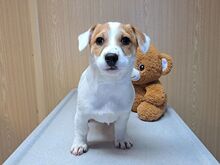 FLOYD, Hund, Jack Russell Terrier-Mix in Aschheim