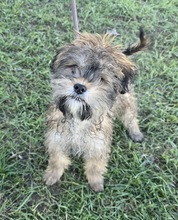 MALVIN, Hund, Mischlingshund in Ungarn