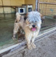 MALVIN, Hund, Schnauzer-Mix in Ungarn