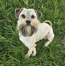 MALVIN, Hund, Schnauzer Mischling in Ungarn
