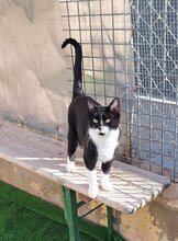 RATONA, Katze, Europäisch Kurzhaar in München