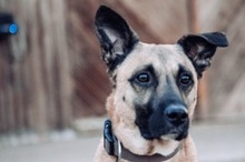 PACCO, Hund, Malinois-Mix in Pyrbaum