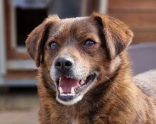 HOLLY, Hund, Mischlingshund in Gefrees