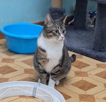 BOWIE, Katze, Europäisch Kurzhaar in Haar