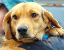 NICKY, Hund, Beagle-Mischling in Rumänien