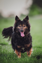 STELLA, Hund, Mischlingshund in Ungarn