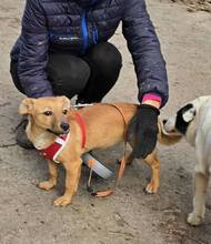 FOXY, Hund, Mischlingshund in Bulgarien