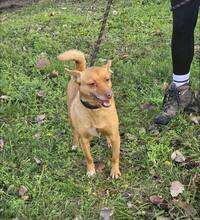 SARAH, Hund, Mischlingshund in Bulgarien