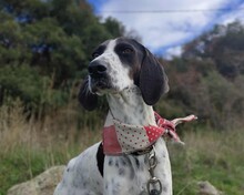 LENI, Hund, Mischlingshund in Griechenland