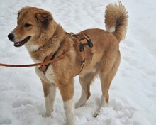 JORDY, Hund, Mischlingshund in Burghaslach