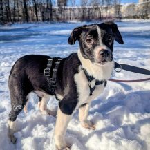 KIRBY, Hund, Mischlingshund in München