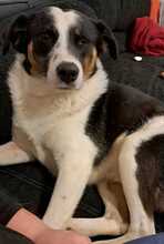 KALEA, Hund, Mischlingshund in Löwenberger Land