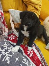 MALI, Hund, Mischlingshund in Neulußheim