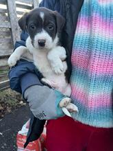 CHRISTIAN, Hund, Mischlingshund in Neulußheim