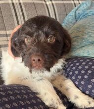 RADU, Hund, Mischlingshund in Solnhofen