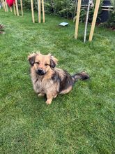 SHORTY, Hund, Mischlingshund in Belgien