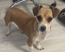 PUCKI, Hund, Mischlingshund in Rumänien