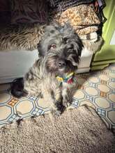 RANGER, Hund, Mischlingshund in Schnaitsee