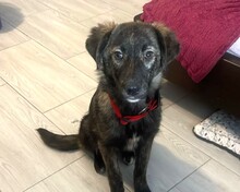 YALA, Hund, Mischlingshund in Rumänien