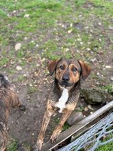 KAYA, Hund, Mischlingshund in Bulgarien