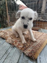 ROSE, Hund, Mischlingshund in Haar