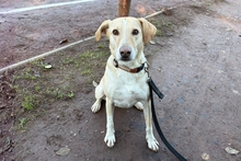 AURA, Hund, Labrador Retriever-Mix in Hürth