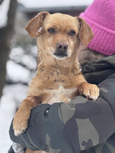 LIORA, Hund, Dackel-Jack Russell Terrier-Mix in Ungarn