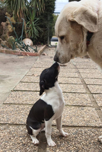 ALVA, Hund, Mischlingshund in Spanien