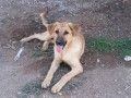 OWEN, Hund, Deutscher Schäferhund-Mix in Spanien - Bild 3