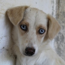 SHANI, Hund, Mischlingshund in Nettersheim