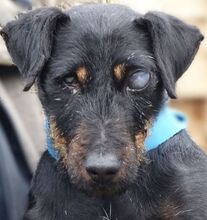 TARA, Hund, Terrier-Mix in Witzenhausen