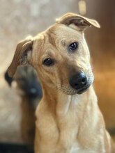 MOMO, Hund, Mischlingshund in Rumänien