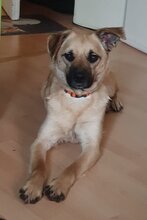 KARLA, Hund, Mischlingshund in Rösrath