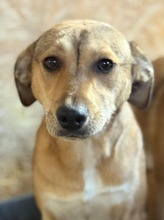AKARI, Hund, Mischlingshund in Rumänien