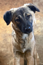 SUKI, Hund, Mischlingshund in Rumänien