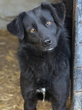 NORI, Hund, Mischlingshund in Rumänien