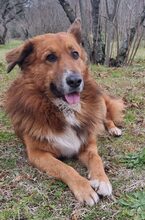 BOBBY, Hund, Mischlingshund in Italien