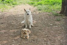 RONALDO, Hund, Mischlingshund in Spanien - Bild 2
