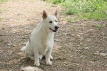 RONALDO, Hund, Mischlingshund in Spanien - Bild 4